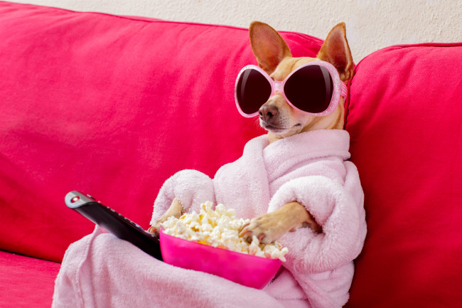 chihuahua dog watching tv or a movie sitting on a red sofa or couch with remote control changing the channels with popcorn